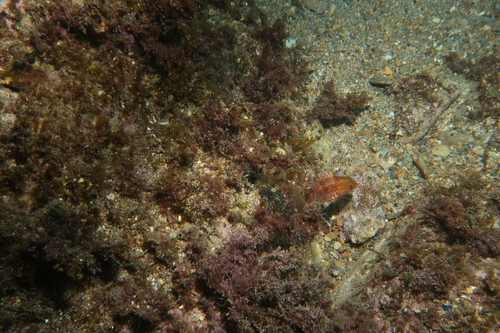 Mediterranean parrotfish
