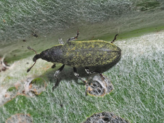 Lixus cardui