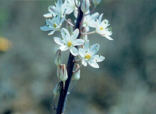 Drimia maritima