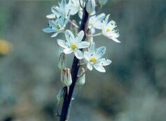 Drimia maritima — photo 3