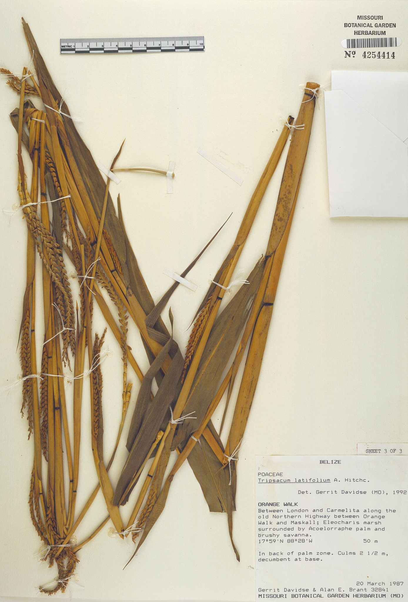 Tripsacum latifolium