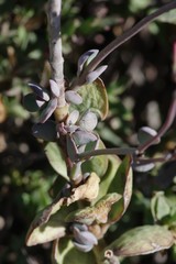 Kalanchoe rotundifolia