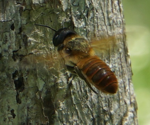 Red-feather Dauber Bee