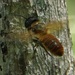 Megachile rufipennis - Photo (c) Lisa Johnson,  זכויות יוצרים חלקיות (CC BY-NC), הועלה על ידי Lisa Johnson
