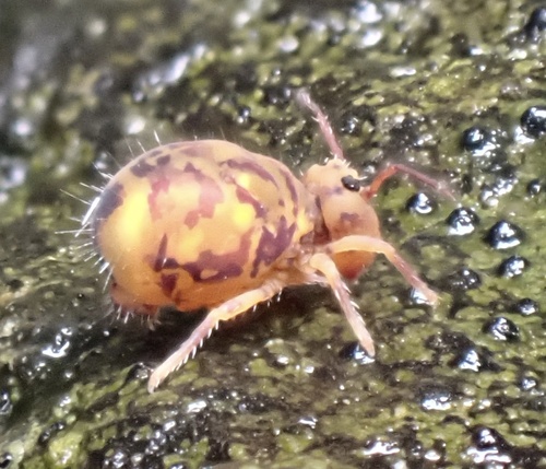 Dicyrtomina ornata, Schippersweg, Nieuwpoort, South Holland, NL, photo 6 of 10