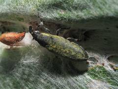 Lixus cardui