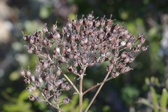 Kalanchoe rotundifolia