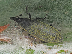 Lixus cardui