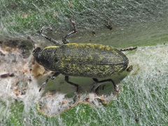 Lixus cardui