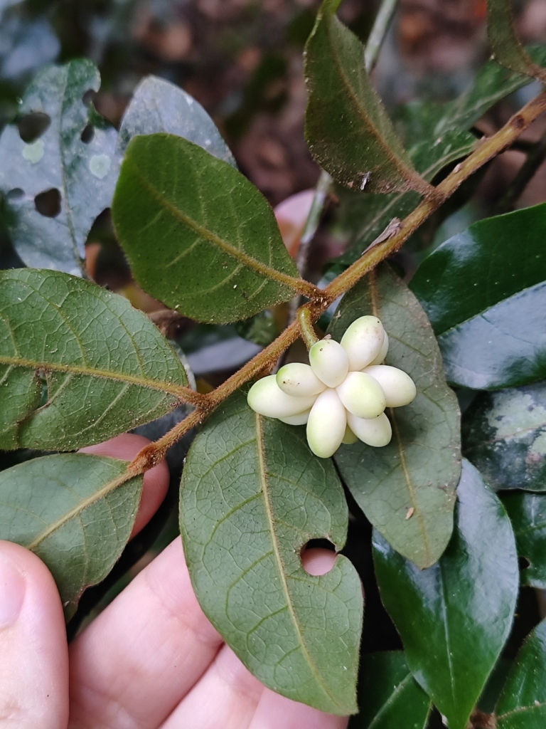 Annona parviflora (Beach Custard Apple)