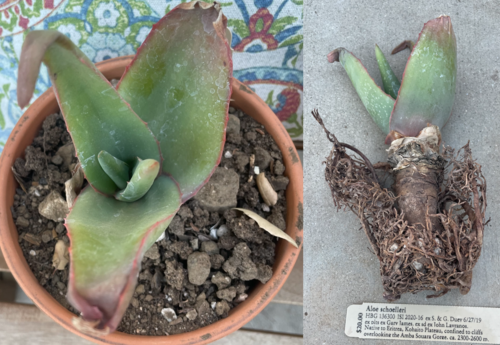 Aloe schoelleri