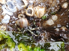 Pagurus hirsutiusculus