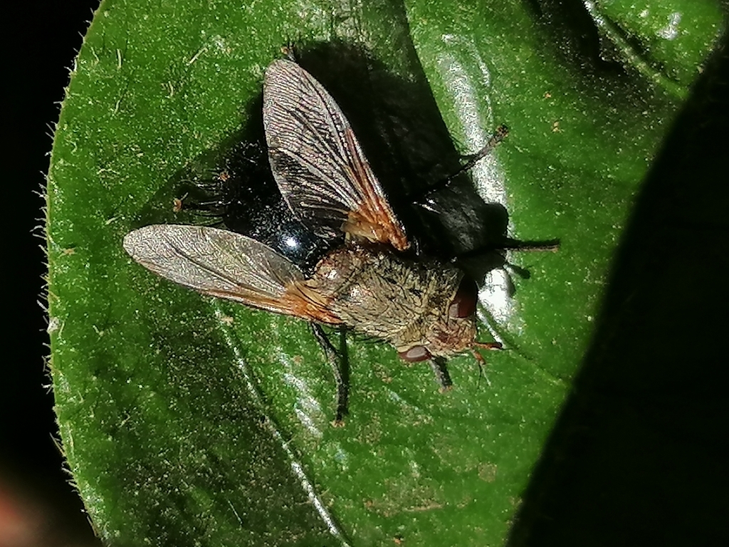 Archytas scutellatus