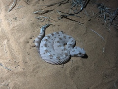 Crotalus cerastes cerastes