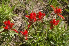Castilleja integra