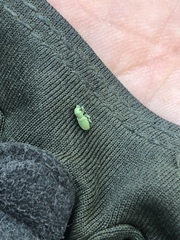 Pandeleteinus submetallicus