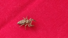 Marpissa muscosa
