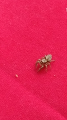Marpissa muscosa