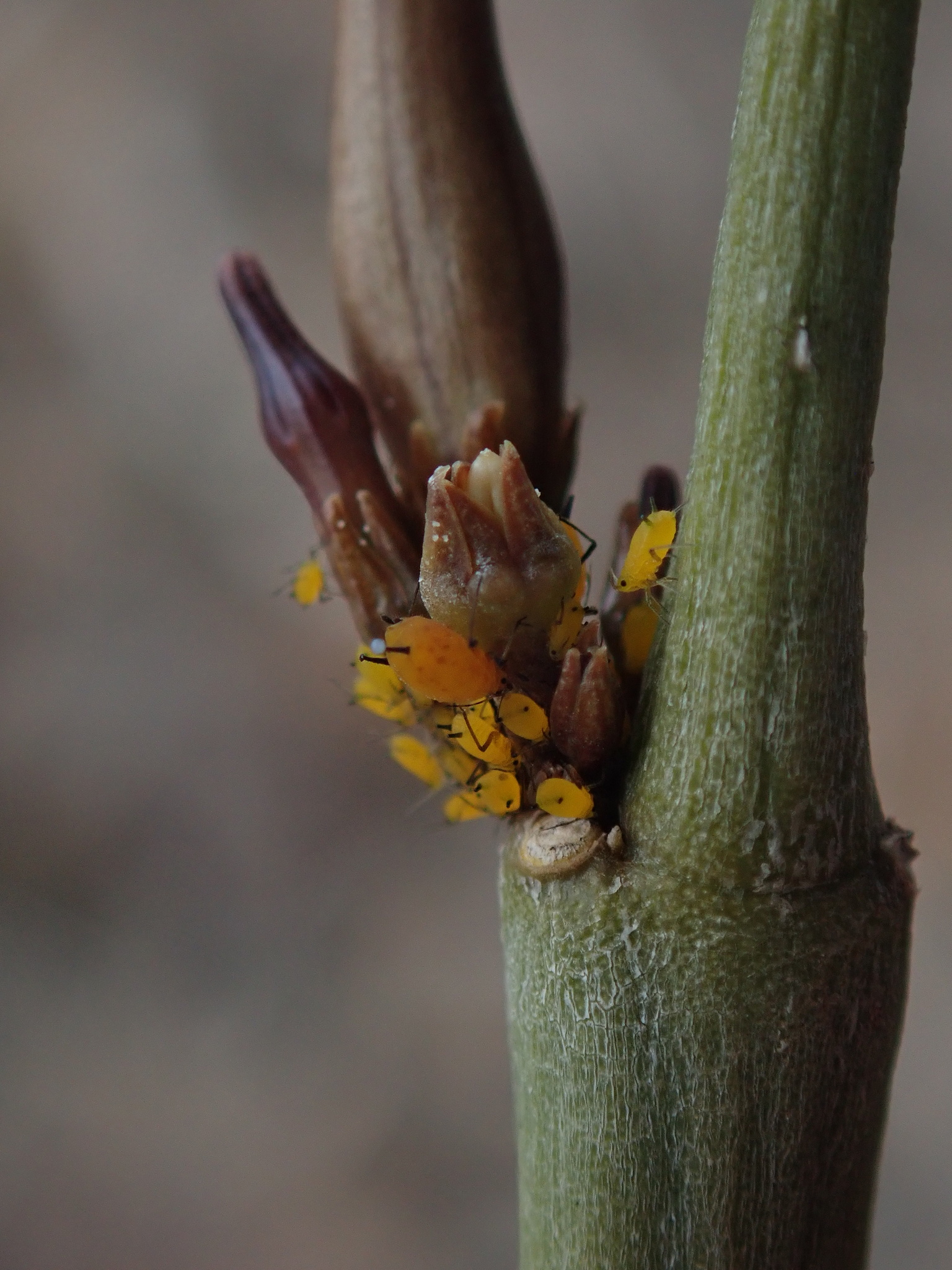Aphis nerii