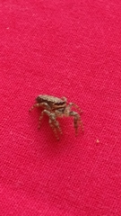 Marpissa muscosa