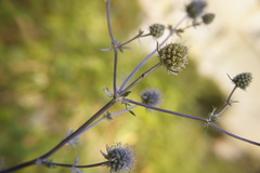 Eryngium