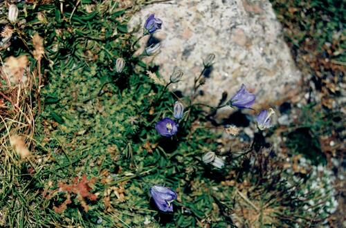 Mount Herminios Bellflower (Campanula herminii)