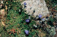 Campanula herminii