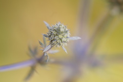 Eryngium