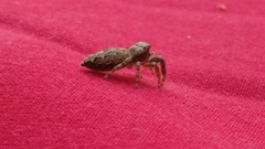 Marpissa muscosa
