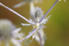 Eryngium