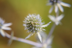 Eryngium