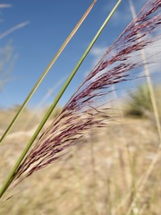 Muhlenbergia rigida, photograph (c) Sue Carnahan, some rights reserved (CC BY)
