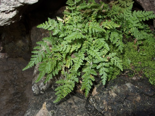 Image of Woodsia cochisensis by (c) Sue Carnahan, some rights reserved (CC BY)