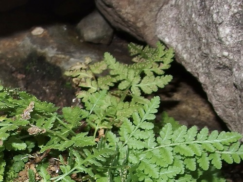 Image of Woodsia cochisensis by (c) Sue Carnahan, some rights reserved (CC BY)