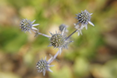 Eryngium