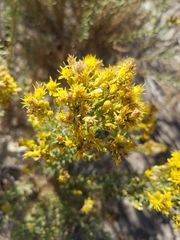 Ericameria ericoides