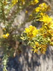 Ericameria ericoides