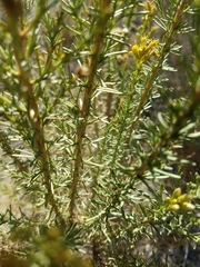Ericameria ericoides