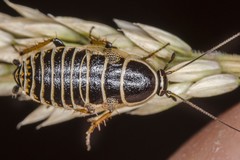 Phyllodromica
