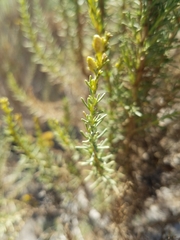 Ericameria ericoides