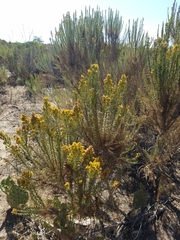 Ericameria ericoides