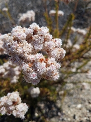 Eriogonum fasciculatum