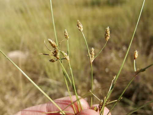 Image of Fimbristylis annua by (c) Sue Carnahan, some rights reserved (CC BY)