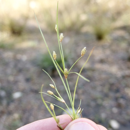 Image of Fimbristylis annua by (c) Sue Carnahan, some rights reserved (CC BY)