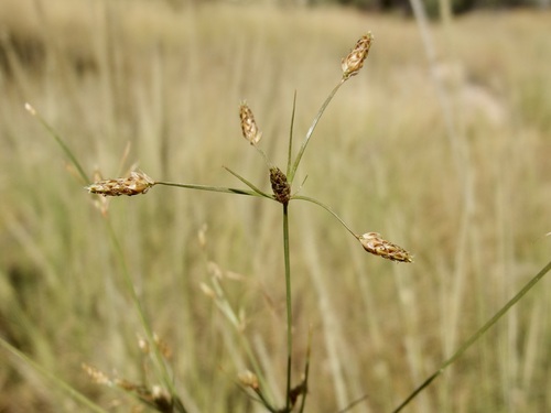 Image of Fimbristylis annua by (c) Sue Carnahan, some rights reserved (CC BY)