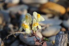 Linaria japonica
