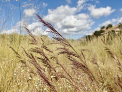 Muhlenbergia rigida