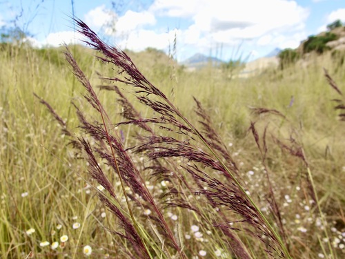 Muhlenbergia rigida, photograph 1