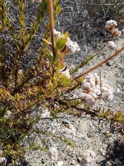 Eriogonum fasciculatum