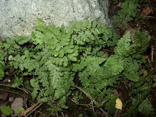 Image of Woodsia cochisensis by (c) Sue Carnahan, some rights reserved (CC BY)